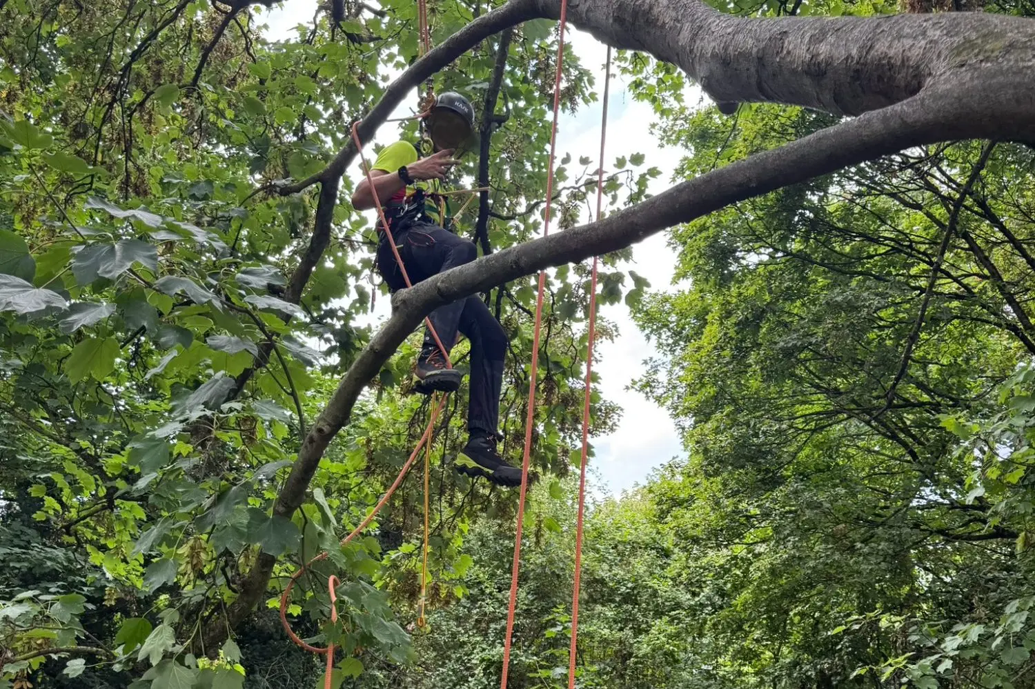 Grünanlagenpflege Baumpflege Seilklettertechnik Rhein-Main RELTRO