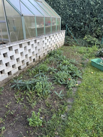 Gemüsegarten mit Gewächshaus und lichtdurchfluteter Vegetation im Hintergrund.