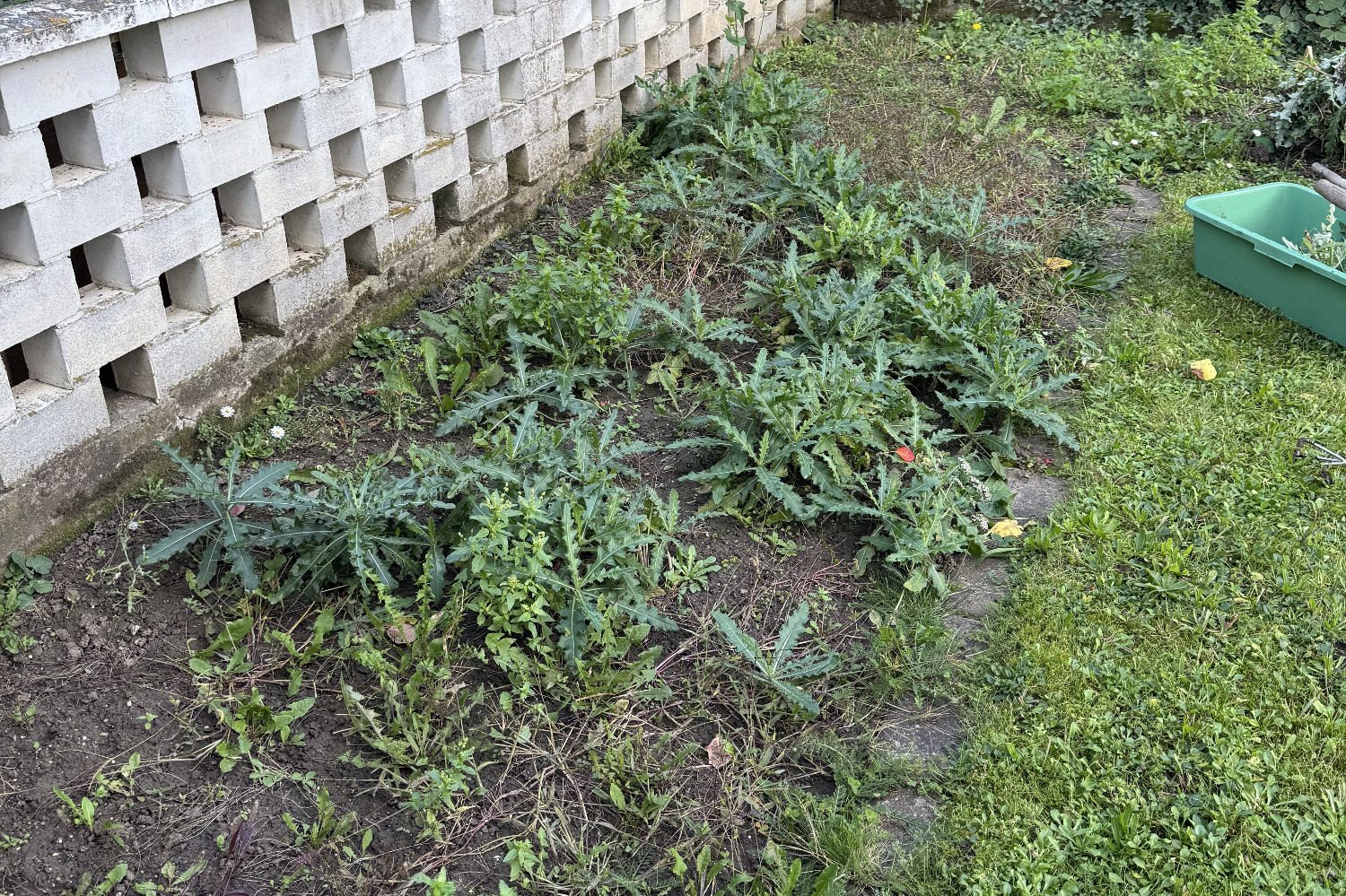 Ein Gartenbereich mit grünen Pflanzen und unregelmäßig gewachsenem Gras.